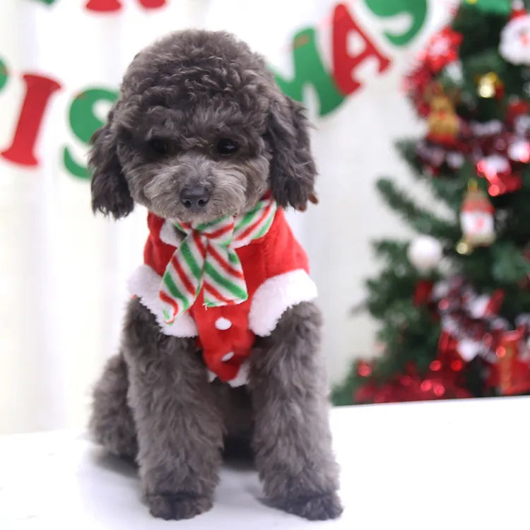 Xmas Custome for dogs!.